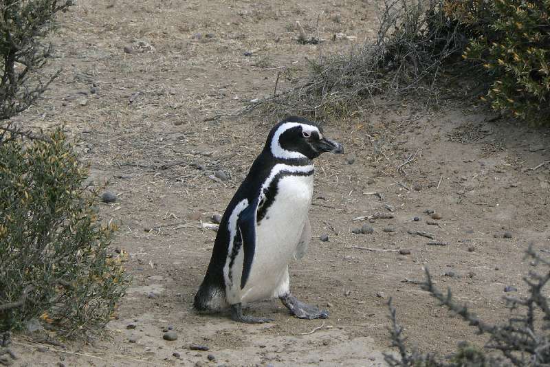 20 Pinguini a Punta Tombo
